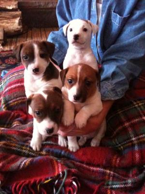 AdorableJackRusselTerrierPuppies